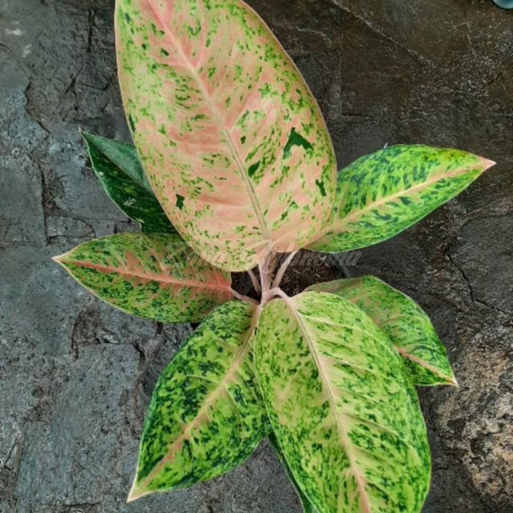 COD BIG ROY BESAR (TANAMAN HIAS AGLAONEMA BIG ROY AGLONEMA BIG ROY
