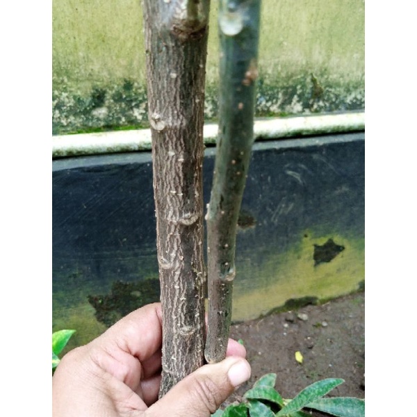 Pohon pepaya jepang stek 10 stek batang/ tanaman Gendi / Cnidoscolus Aconitifolius / tanaman herbal