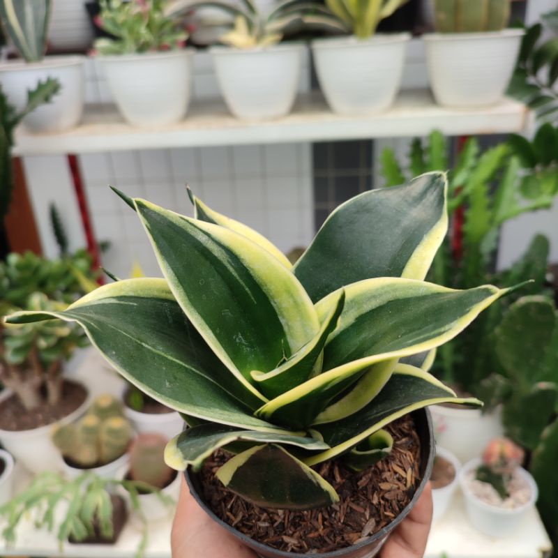 Sansevieria Pagoda | DP 10cm