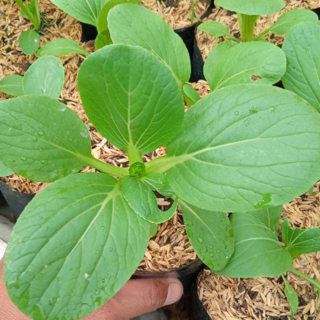  Bibit  sayuran pakcoy  sawi sendok Shopee Indonesia