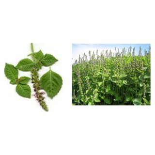 30 biji kemangi unggul