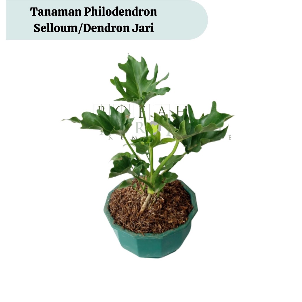 Bibit Tanaman Hias Philodendron Selloum Tanaman Dendron Tanaman Jendron Beli 5 Gratis 1