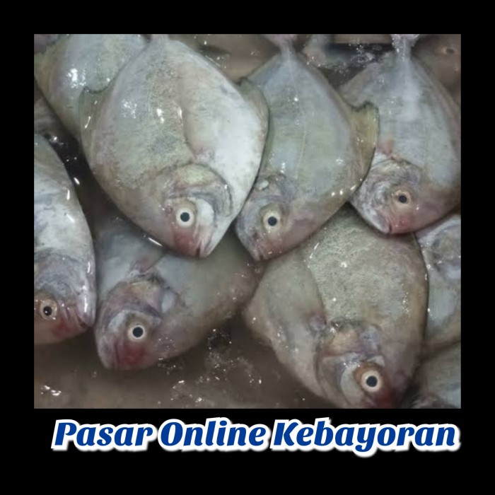 

Ikan Bawal Laut Segar - 1 Kg