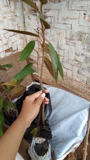 Bibit Durian Musangking Kaki Tiga