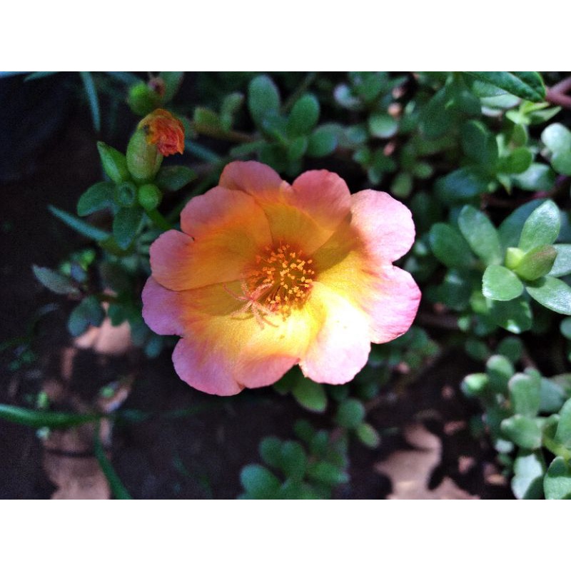 BUNGA MOSSROSE/KROKOT PEACH JUMBO
