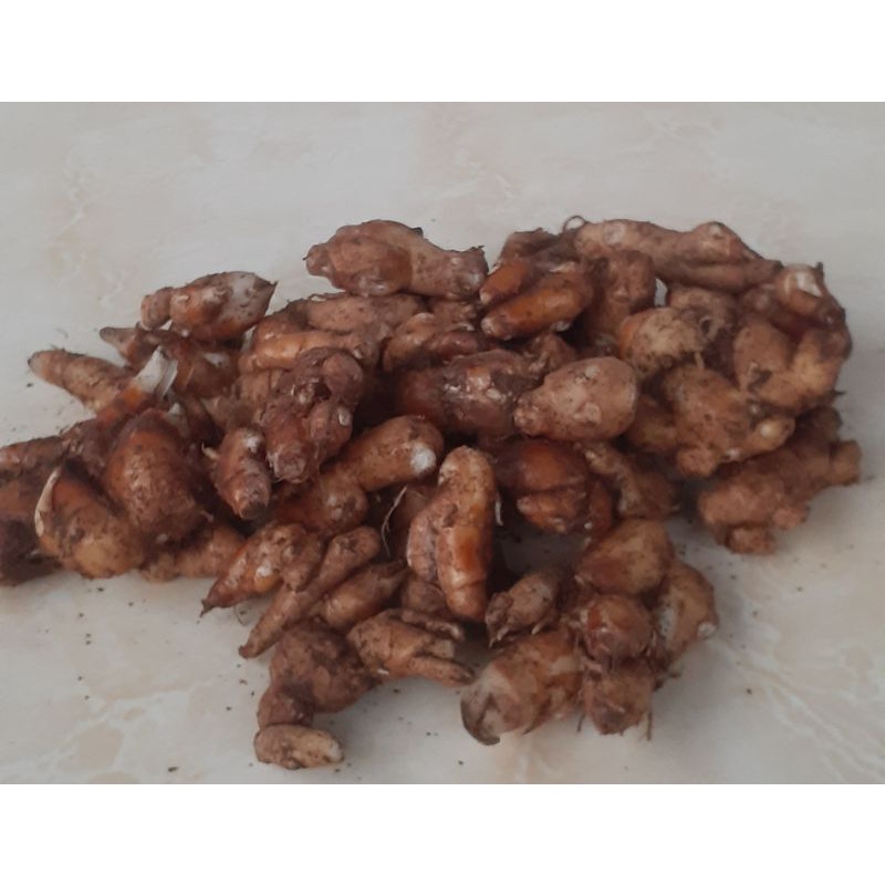kencur segar 1kg