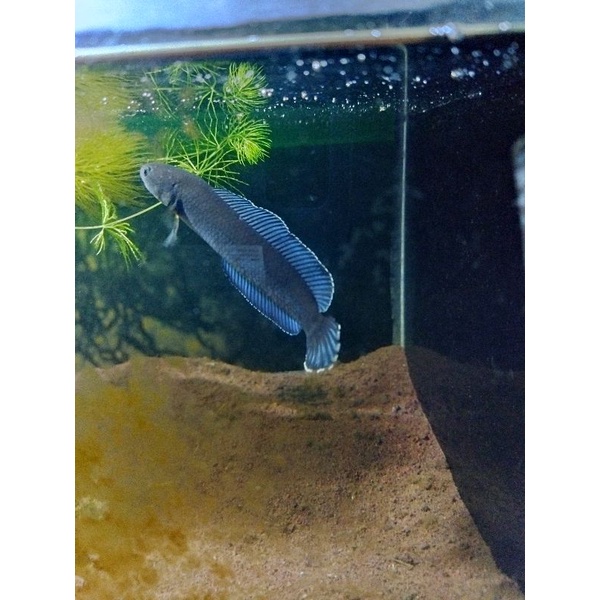 ikan hias baby chana andrao spesial dot. (rasa stewarty)