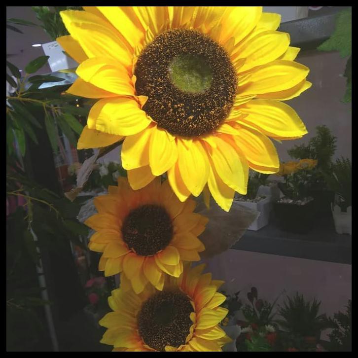 20+ Gambar Bunga Matahari Yang Besar yang Wajib Diketahui - Informasi