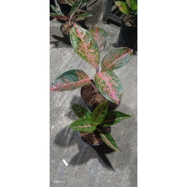 aglonema striptis orange