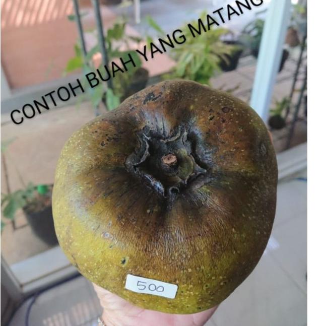 

[DISCOUNT DCK90] Buah giant black sapote Serba Murah