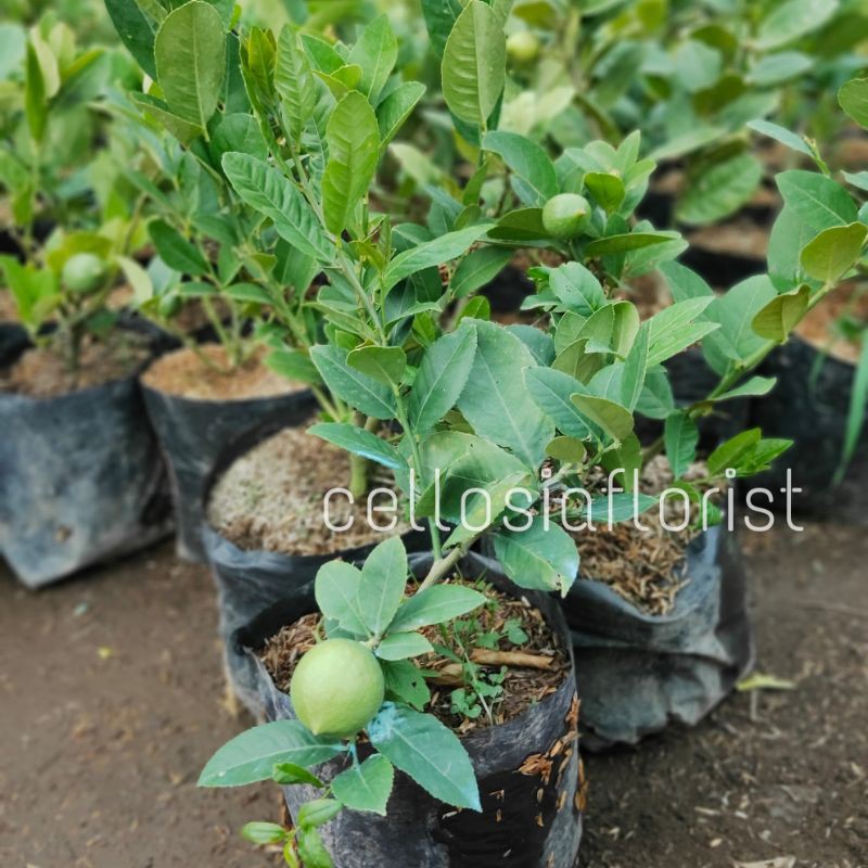Bibit Tanaman Buah Jeruk Lemon Jumbo (Sudah Berbuah)-1