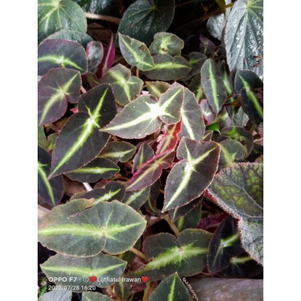 begonia listada rimbun
