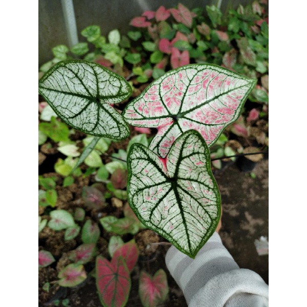 Bibit tanaman hias Caladium/keladi HYBRID