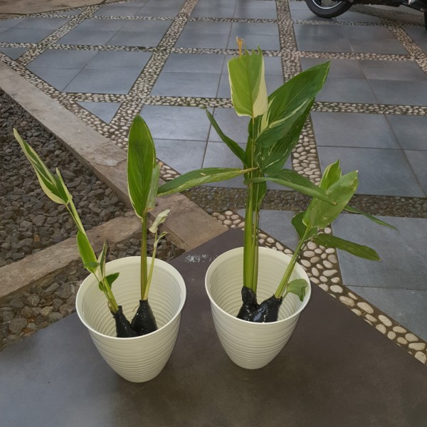 pohon hias heliconia varigata/pisang Pisangan varigata