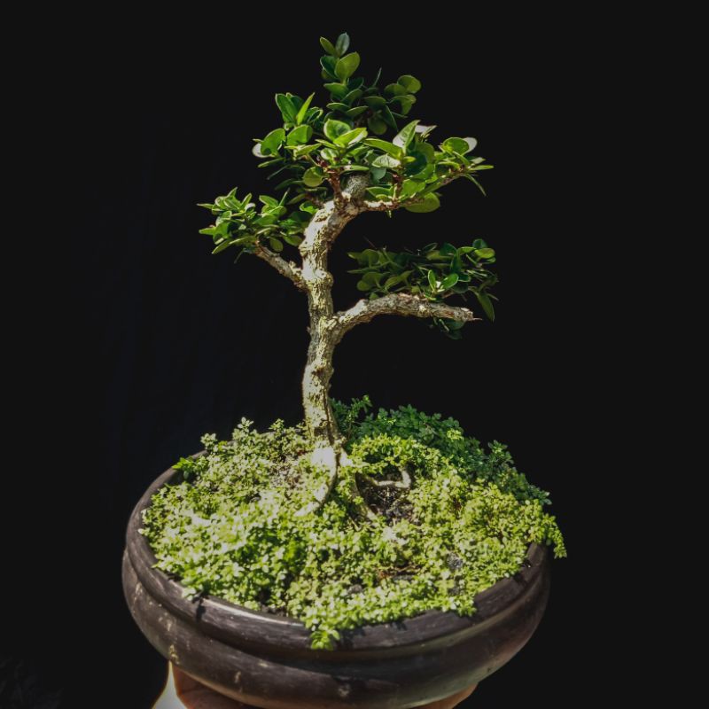 Bonsai Natal Plum
