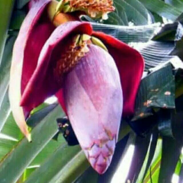 

Jantung Pisang Segar