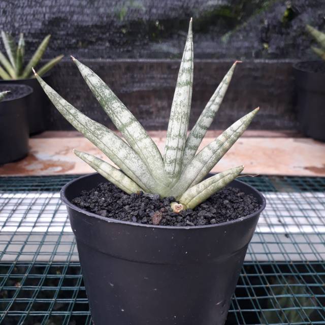Tanaman Sansivera Cilindrica Sansivera Boncel