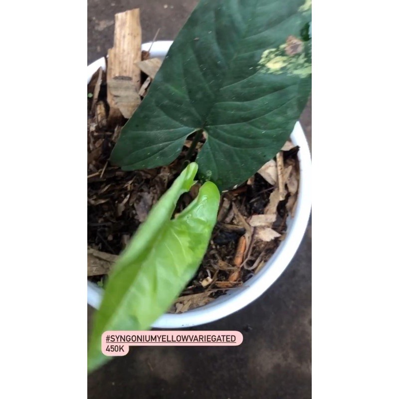 syngonium yellow variegated