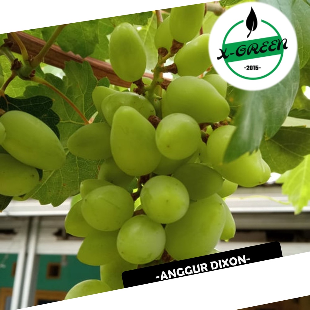 Pohon Buah Anggur Import Dixon - (X-Green)