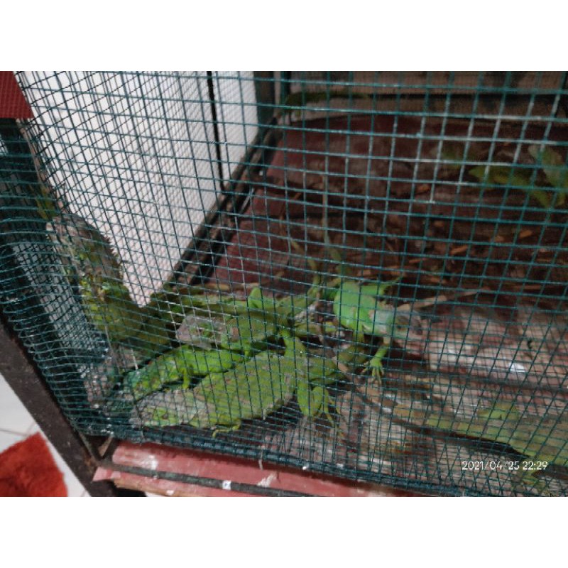 Boneka iguana hijau