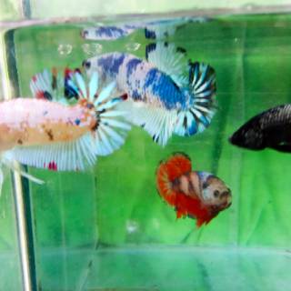 550 Koleksi Gambar Ikan Cupang Giant Multicolor HD Terbaru