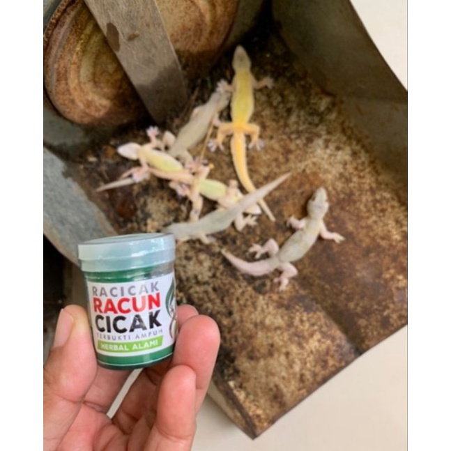 Racicak racun cicak herbal ampuh membunuh cicak tokek racak