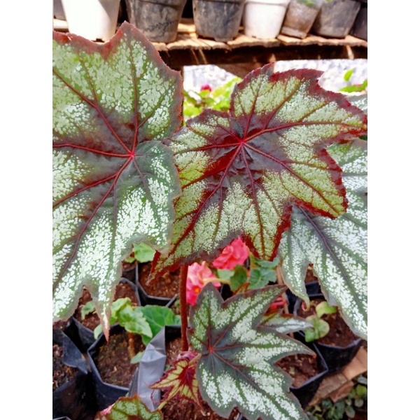 begonia bintang