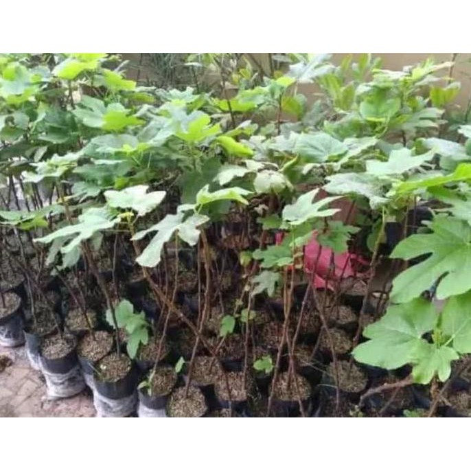 Product Promo Bibit Tanaman Buah Tin Purple Jordan Terbaik Kw Super