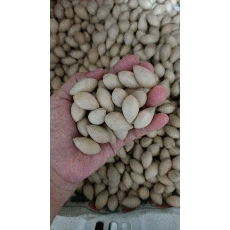 

Pek Kuai / Pek Koi / Ginkgo / Ginko Nut / Gingko Biloba / Bai Guo / Pak Kuo