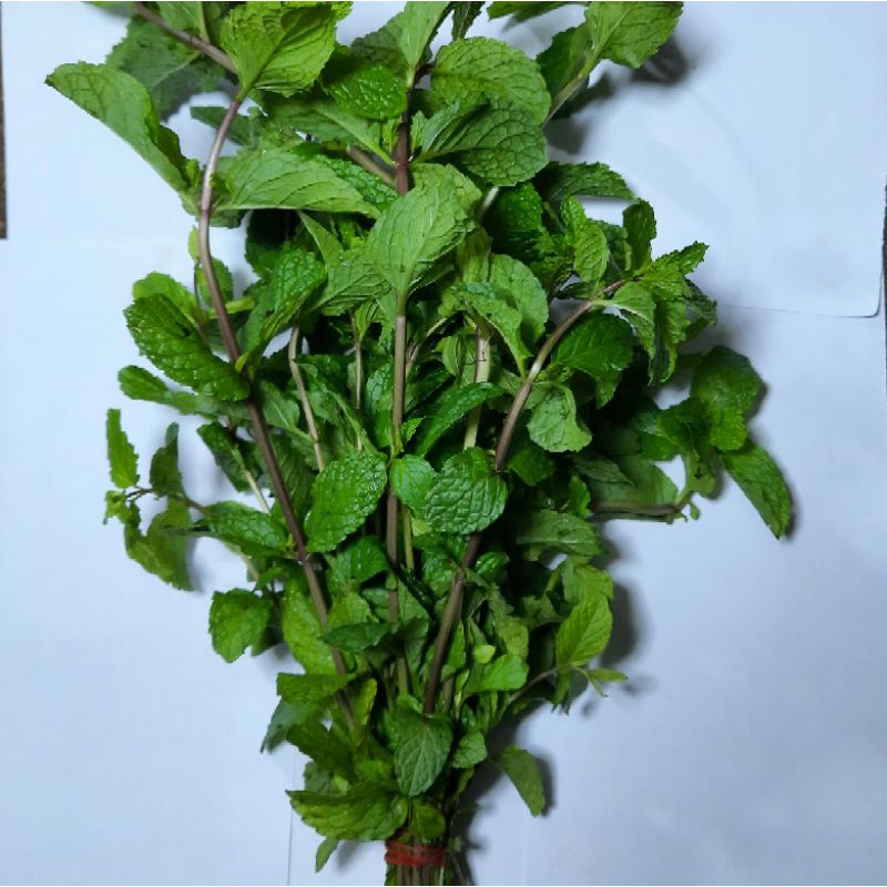 

daun mint 250g