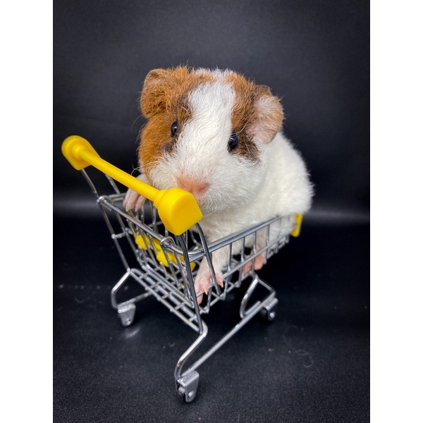 guinea pig teddy marmut hias