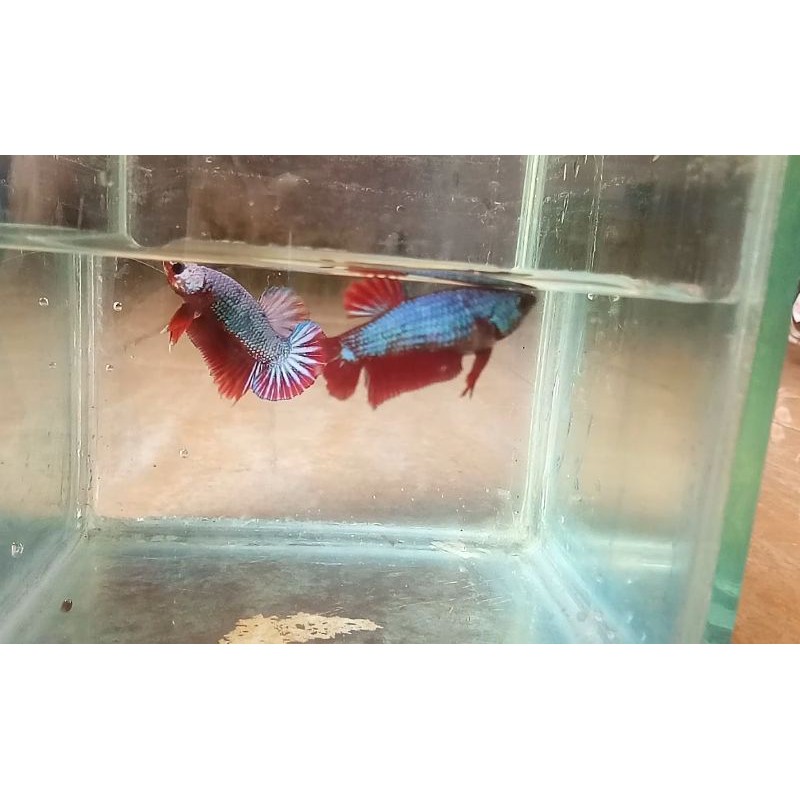 Ikan Cupang FCCP Sepasang