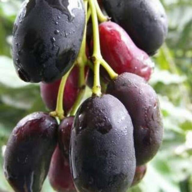 Jamblang Duwet Java Plum Shopee Indonesia