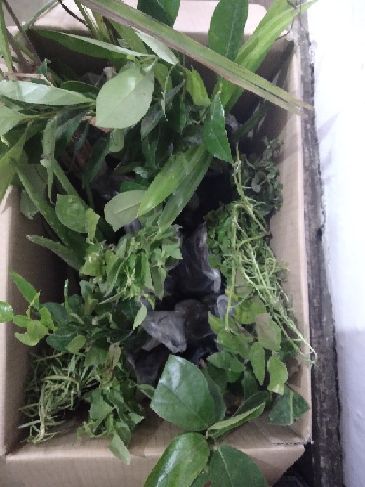 Bibit Tanaman Herbal Serai Bumbu Sere