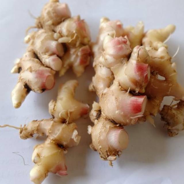 

(COD)Jahe emprit basah/segar 1kg original organik ready stock