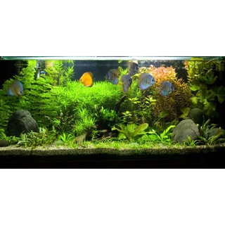 Lampu aquarium 20cm / Lampu led / Lampu celup / Lampu neon / LAMPU HIAS HIASAN AQUARIUM DEKORASI AKUARIUM