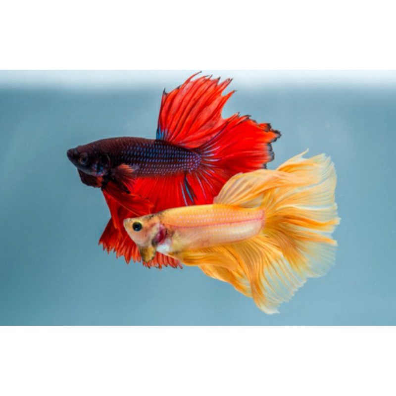 ikan cupang HALFMOON sepasang