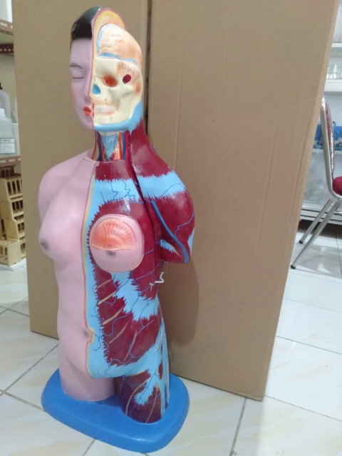 Torso Wanita/Torso Pria /model torso perempuan/Besar(Dewasa) #TorsoOrgantubuhpriadanwanita