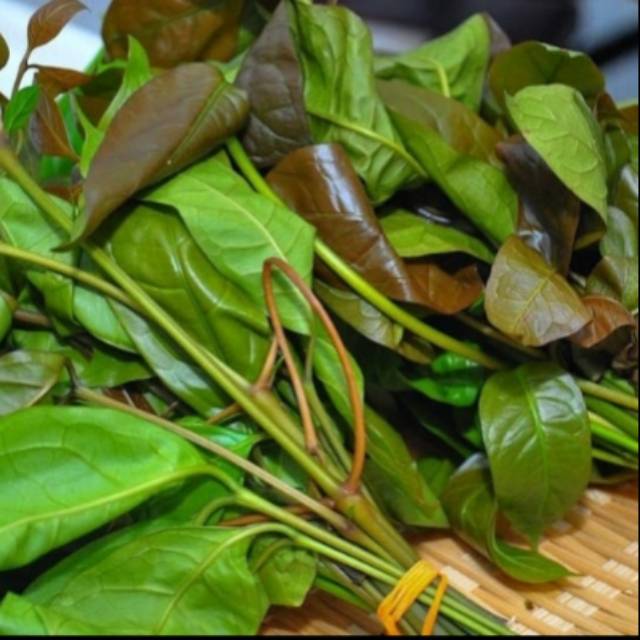 

Daun melinjo /daun so