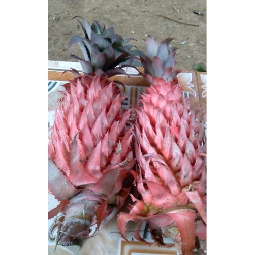

nanas merah muda asli segar nanas hutan 1 buah Nanas merah asli