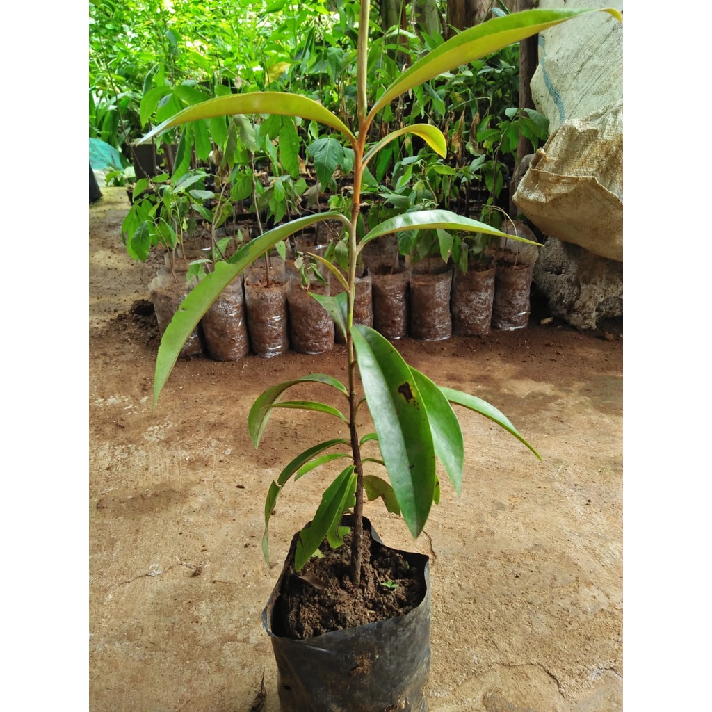 Bibit Tanaman Kayu Ebony/Black Ebony Murah - Kayu Endemik Sulawesi