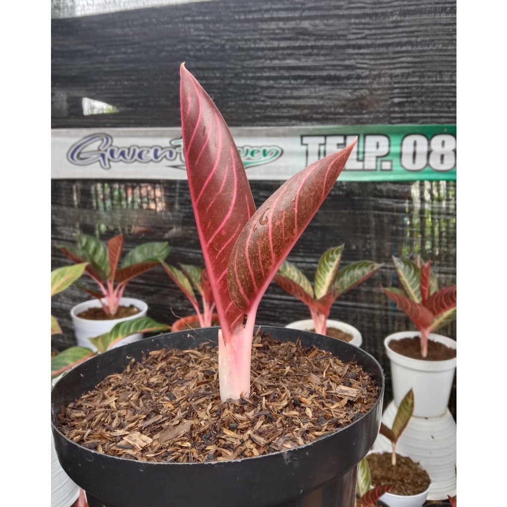 baby RED SUMATRA / POS