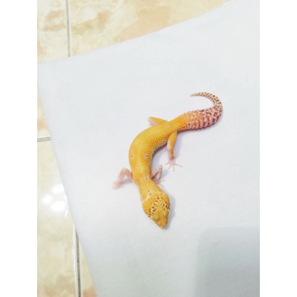 Leopard gecko Female remaja juvenile usia 4-5 bulan, mulus , Ruby eyes / Red eyes morph Mack Snow Ra