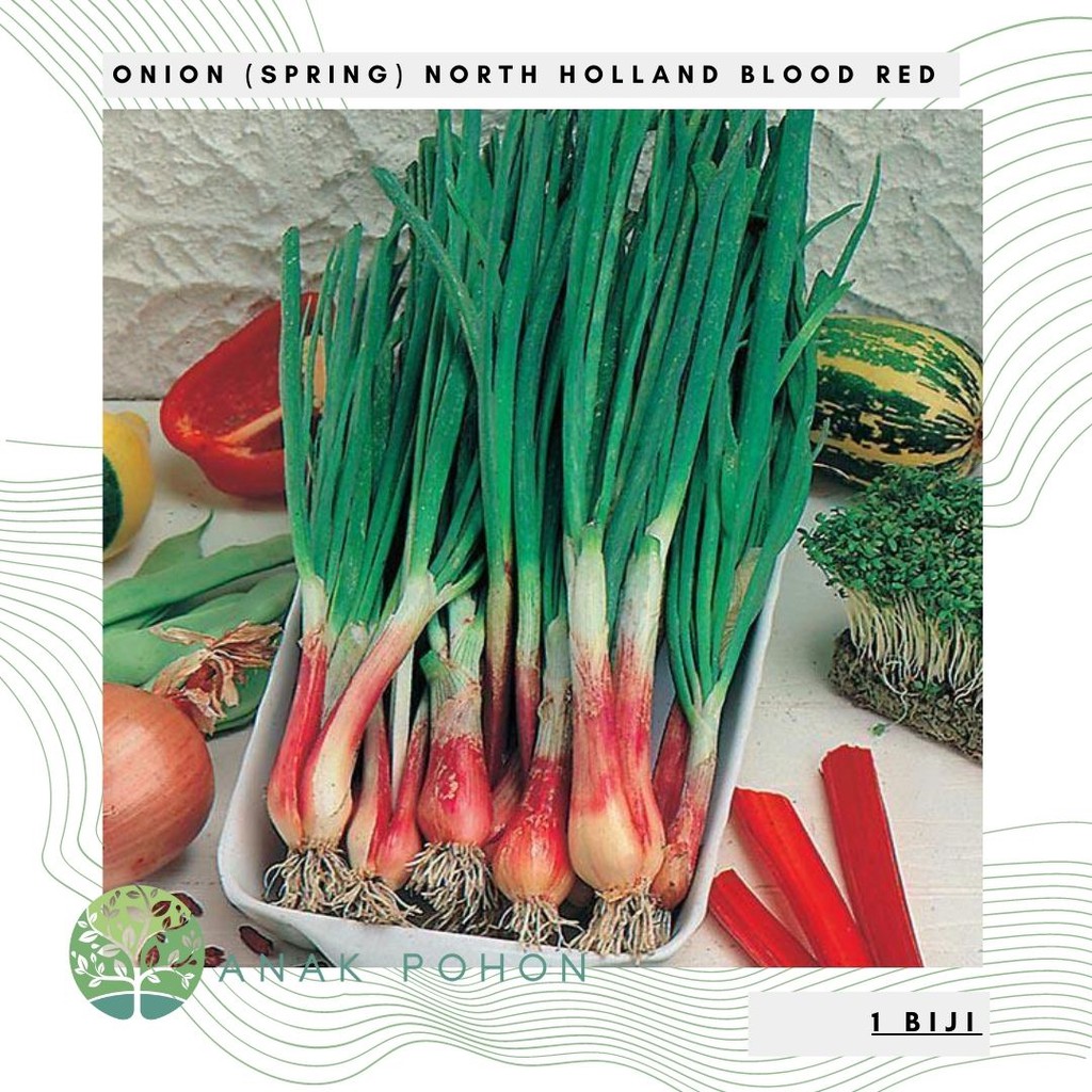 Benih Bibit Biji - Onion (Spring) North Holland Blood Red Herb Seeds - IMPORT