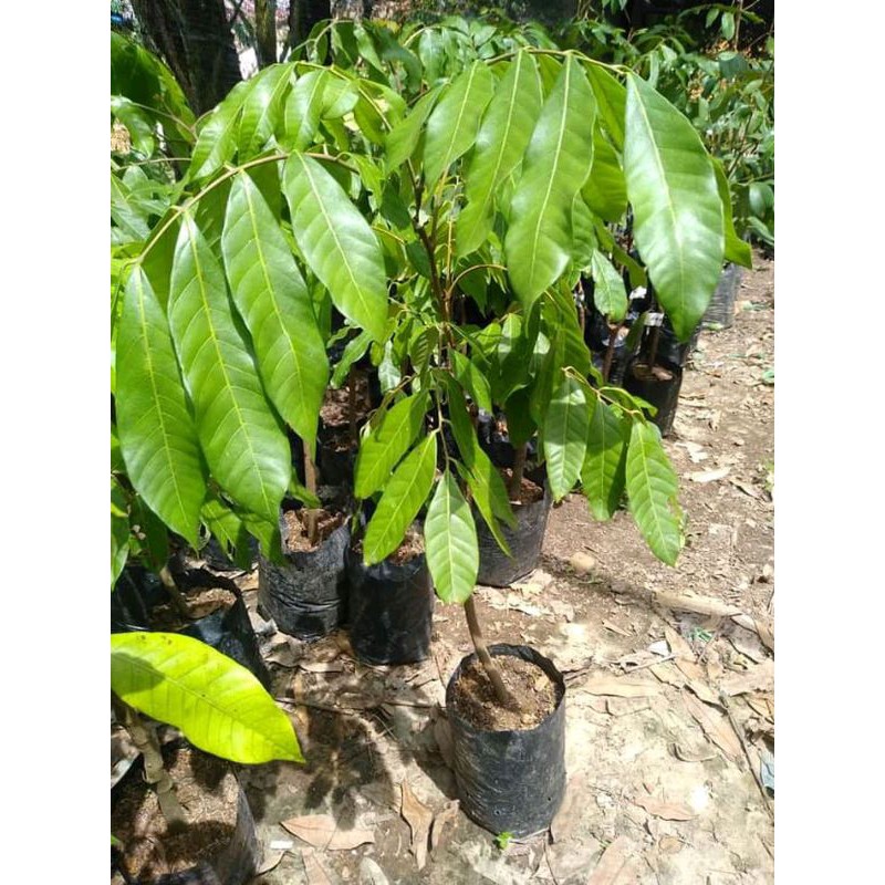 Bibit Buah kelengkeng new Cristal hasil okulasi cepat berbuah