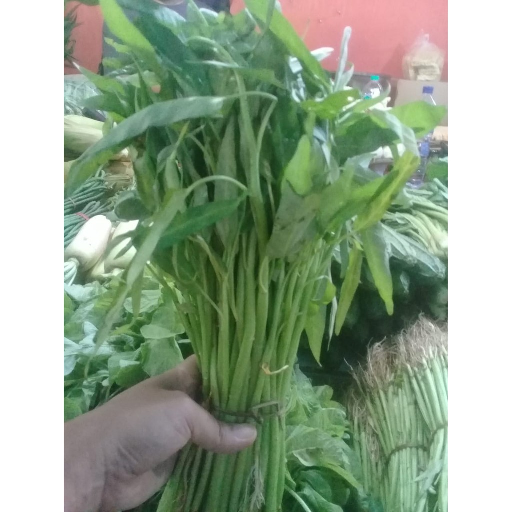 

Kangkung
