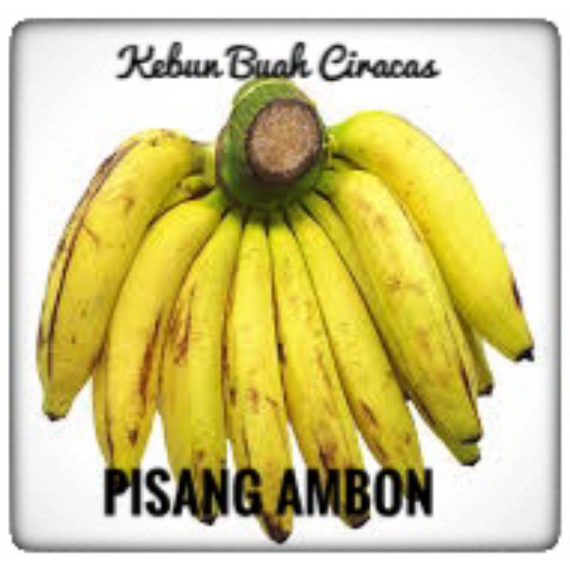 

Pisang Ambon