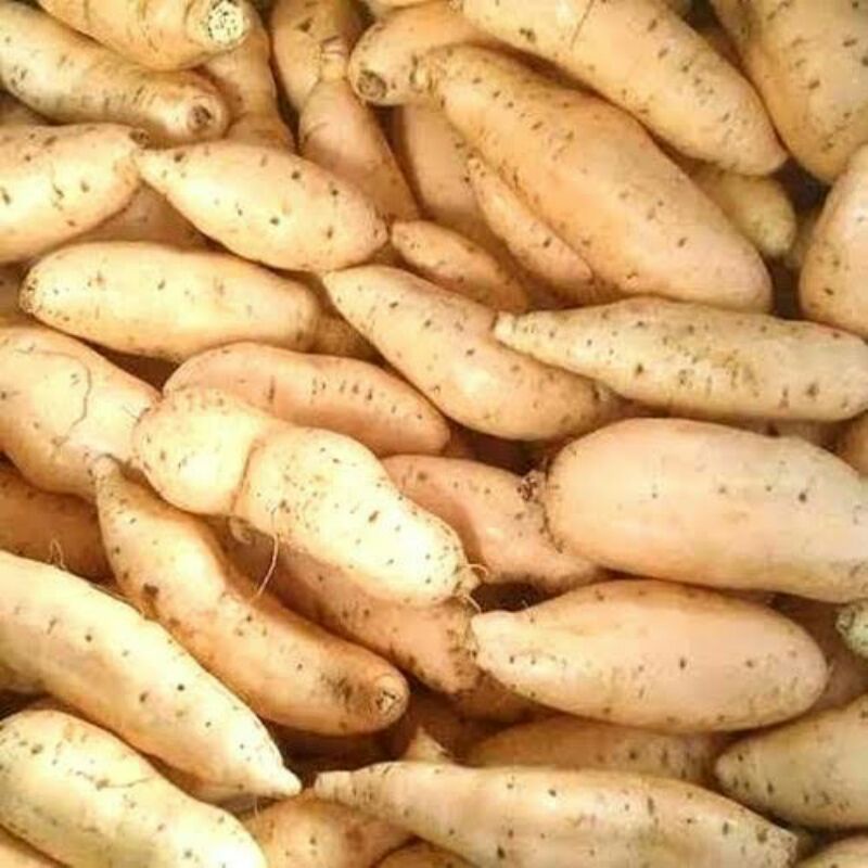 

Ubi cilembu/umbi/ubi cilembu manis simadu 1kg