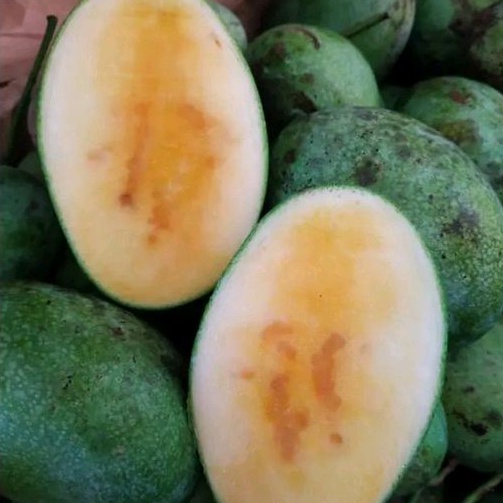 

Mangga Manalagi Madu Manis Segar / Paket 5Kg