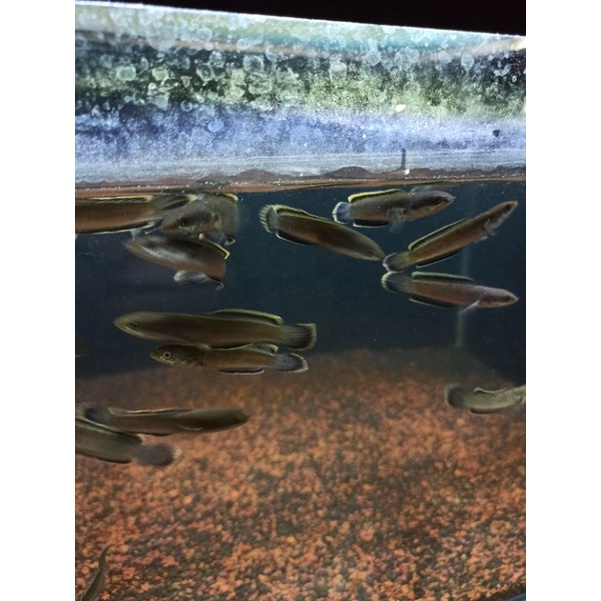 Channa Limbata cb 6cm rim tebal